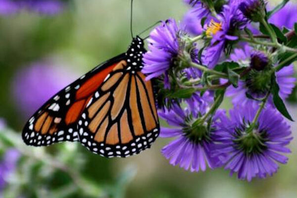 Monarch butterfly on purple flowers