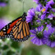 Monarch butterfly on purple flowers