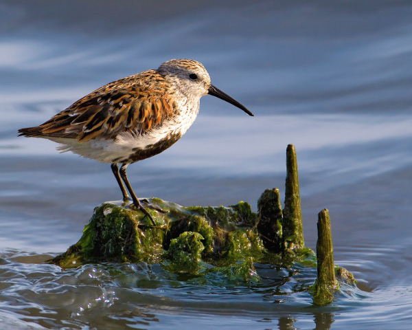 Dunlin on Old Piling, Edwin B. Forsyth NWR, NJ | William Schmitz