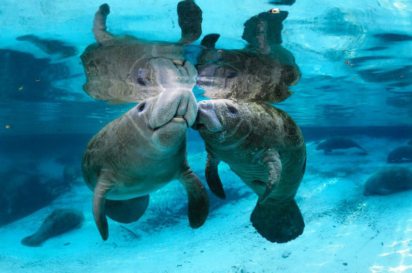 Manatee Kisses, Crystal River NWR, FL | Carol Grant