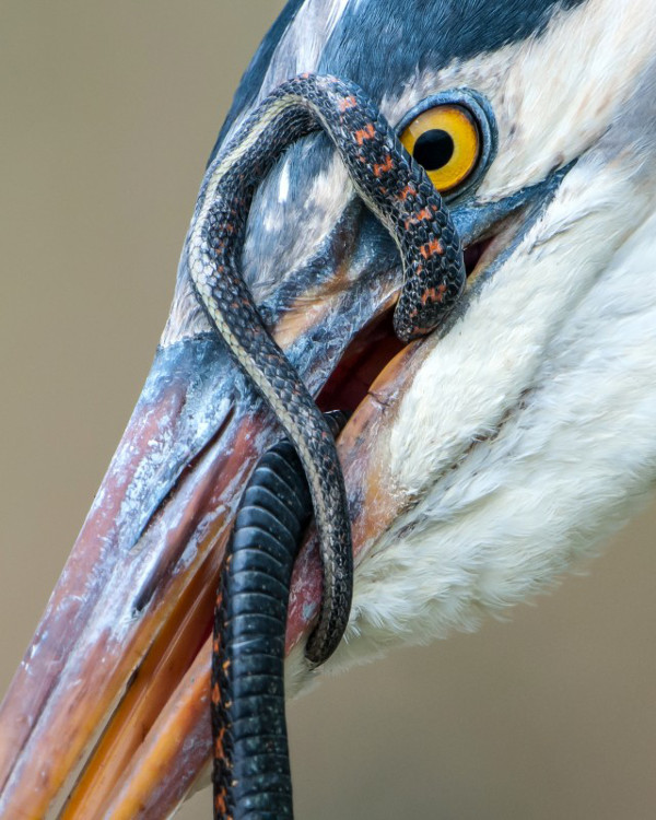 Working for Lunch, Ridgefield NWR, OR | Gary Davenport