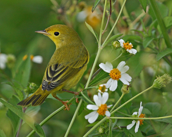 Yellow Warbler, St. Marks NWR, FL | Betsy Kellenberger