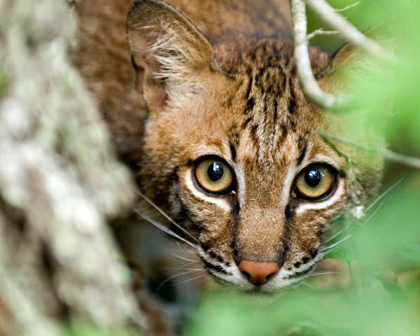 Young Bobcat, San Bernard NWR, TX | Keith Ramos