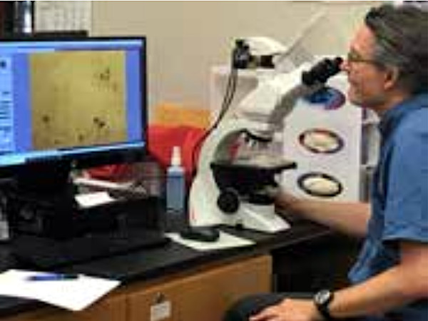 Dr. Schweigkofler inspects Phytophthora spores. Photo credit: Meg Marriott.