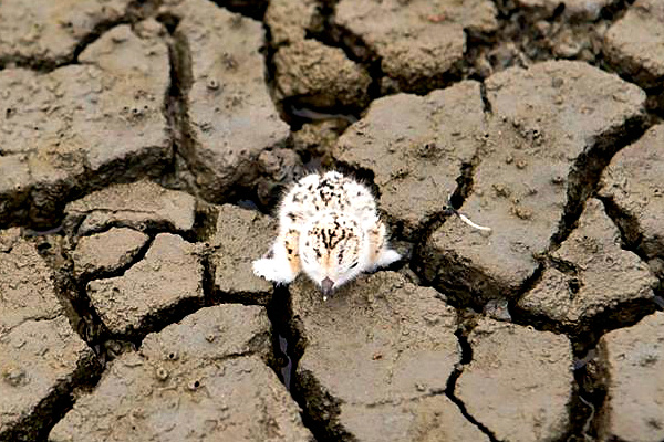 A plover chick exploring its new world. Credit Sebastian Kennerknecht Photography for San Francisco Bay Bird Observatory.