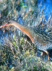 California clapper rail