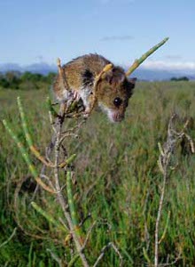 salt marsh harvest mouse