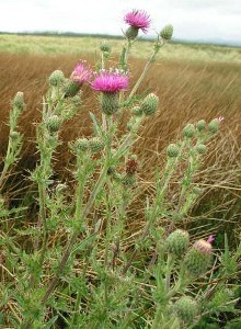 Suisun thistle