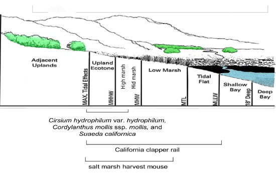  Distribution of listed species covered in the recovery plan along the tidal gradient