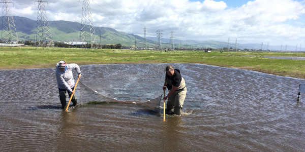 Refuge biologists use a seine net in a vernal pool to catch samples of the California tiger salamander in order to conduct an aquatic survey of its population. Photo Credit: USFWS