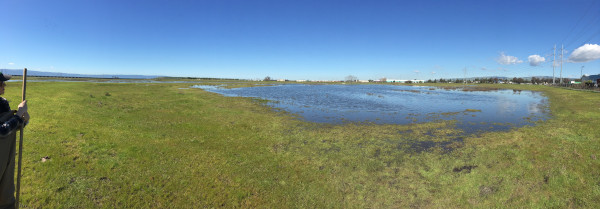 A vernal pool at the Warm Springs Unit of the Don Edwards San Francisco Bay National Wildlife Refuge. Photo Credit: USFWS