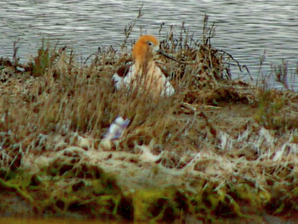 Avocet nest at EEC, Alviso. Photo courtesy Ceal Craig. Copyright CC-BY-SA 3.0