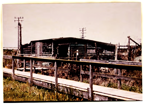 Nellie Dollin's cabin as it appeared in 1984