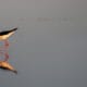 A Black-necked stilt feeds in water, its reflection visible in the water.