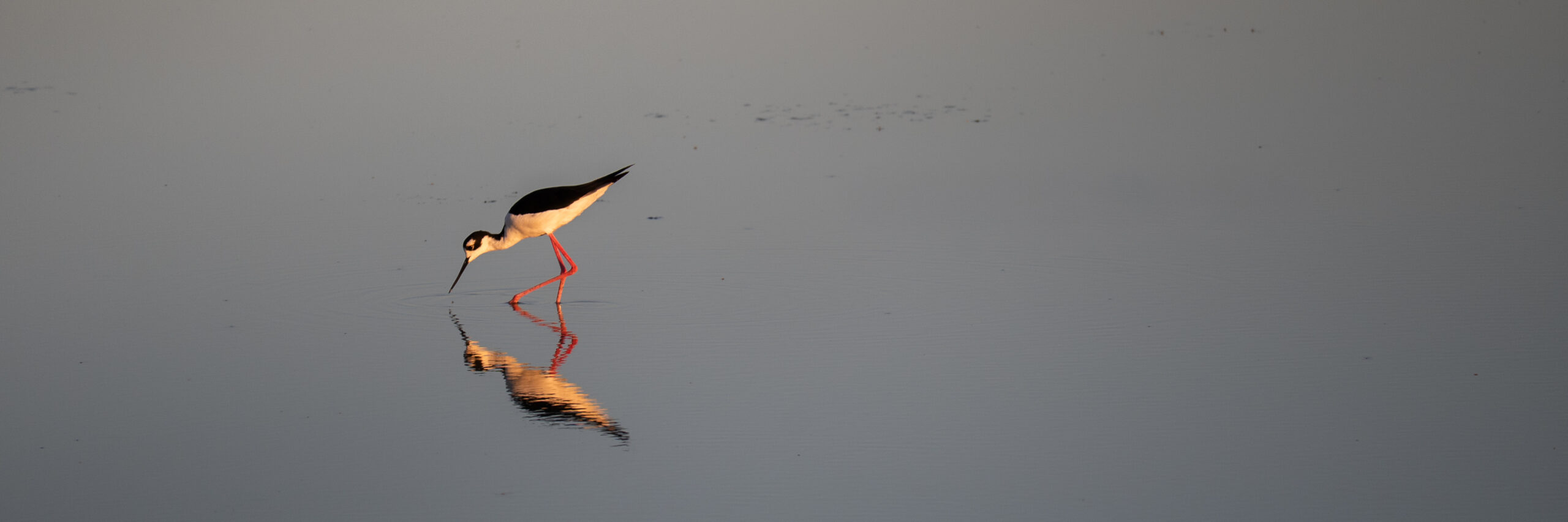 A Black-necked stilt feeds in water, its reflection visible in the water.